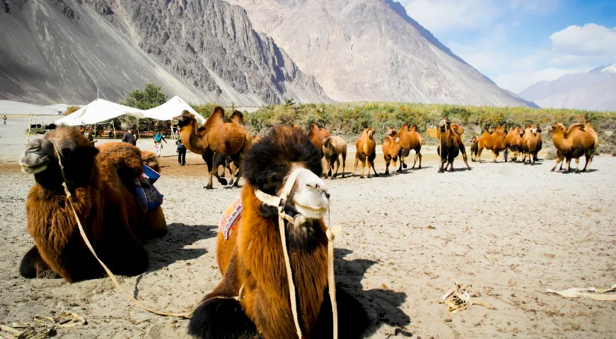 Nubra-Valley